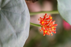 Jatropha podagrica